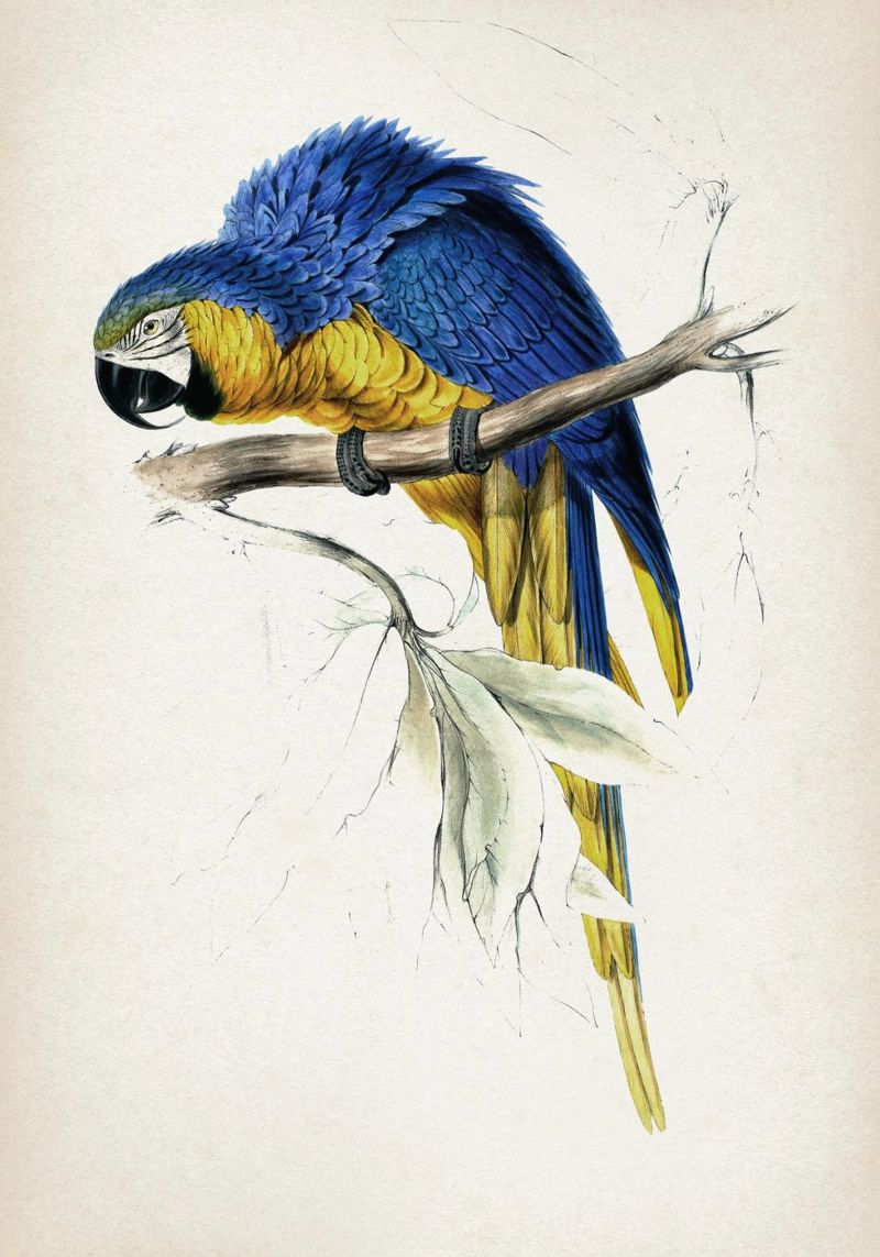 Vintage Lear 1 Macrocerus Ararauna pellicola backlit da Vintage Print Collection