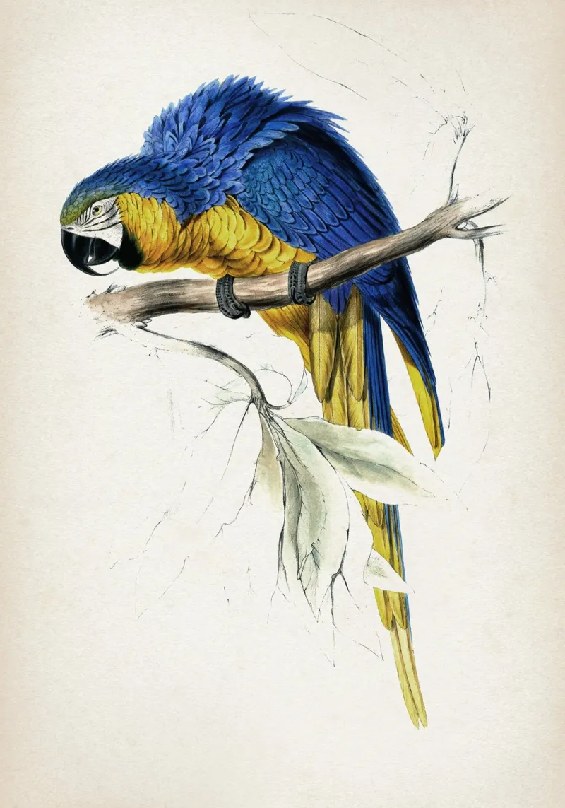 Vintage Lear 1 Macrocerus Ararauna pellicola backlit da Vintage Print Collection