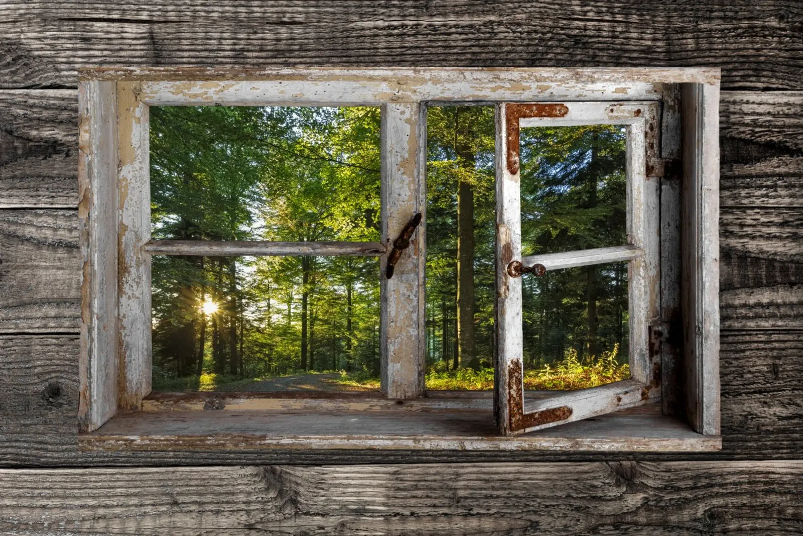 Fensterblick in den Wald pellicola backlit da Juergen Wiesler
