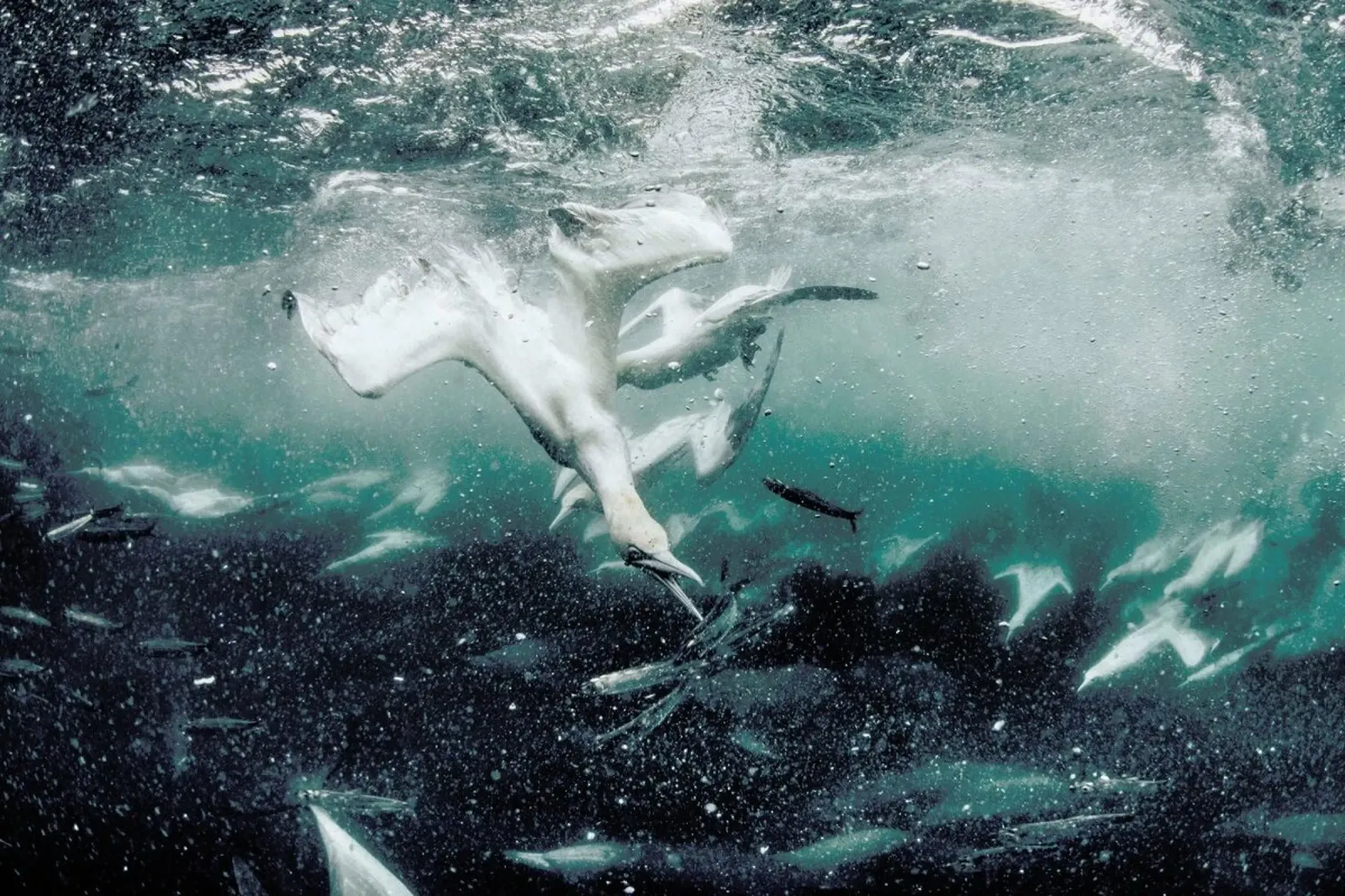 Battle by @JimmySong1 pellicola backlit da EyeEm Mobile GmbH