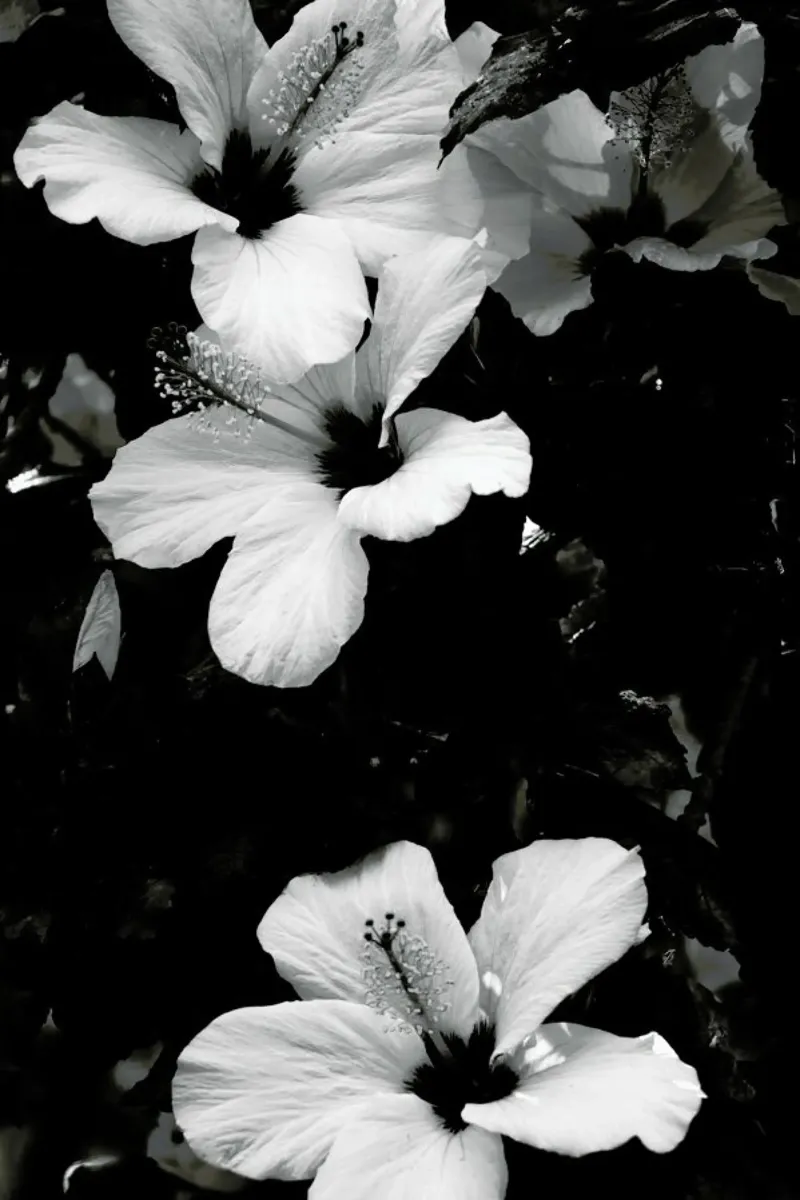 Hibiscus pellicola backlit da Ingrid Beddoes
