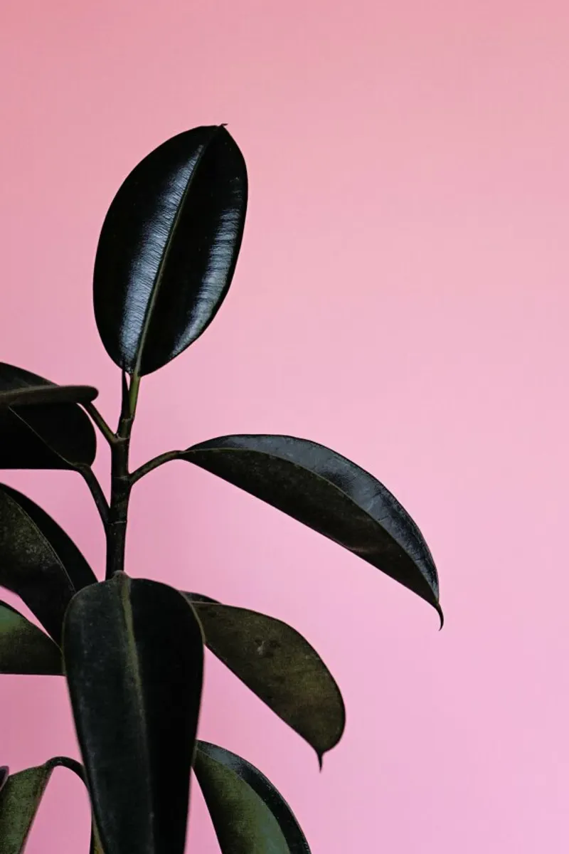 Ficus on Pink by @scottywebb carta hahnemühle da EyeEm Mobile GmbH