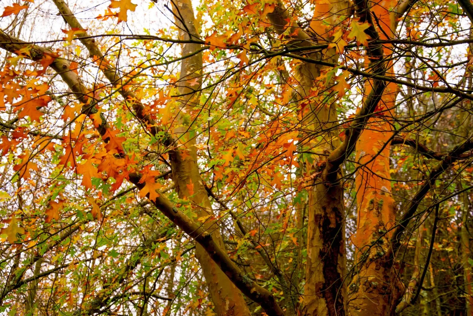 Autumn yellow and orange acrylic glass by Teresa André
