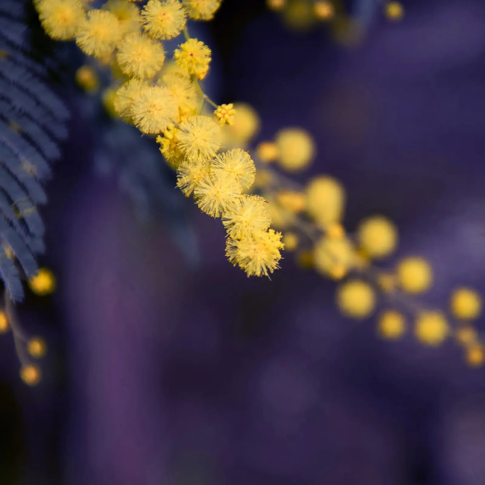 Fiore di mimosa di notte pellicola backlit da Teresa André