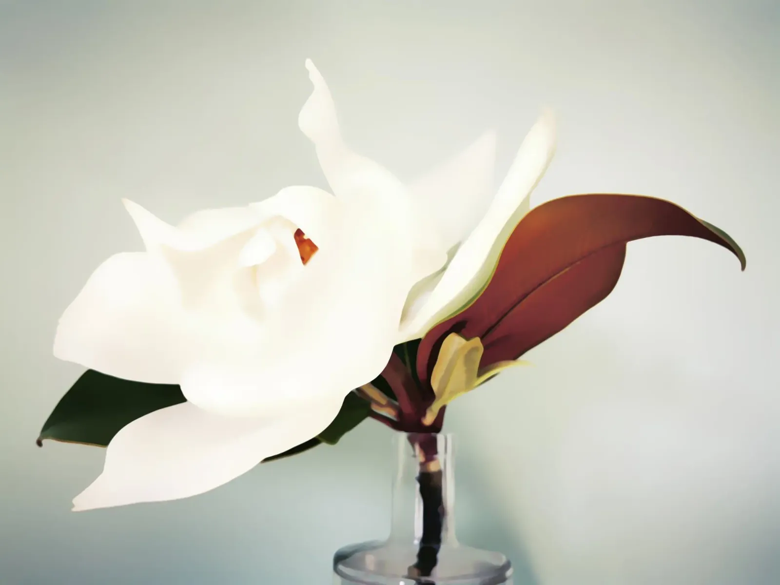 Magnolia Flower poster con telaio in plastica da Angelo Cerantola
