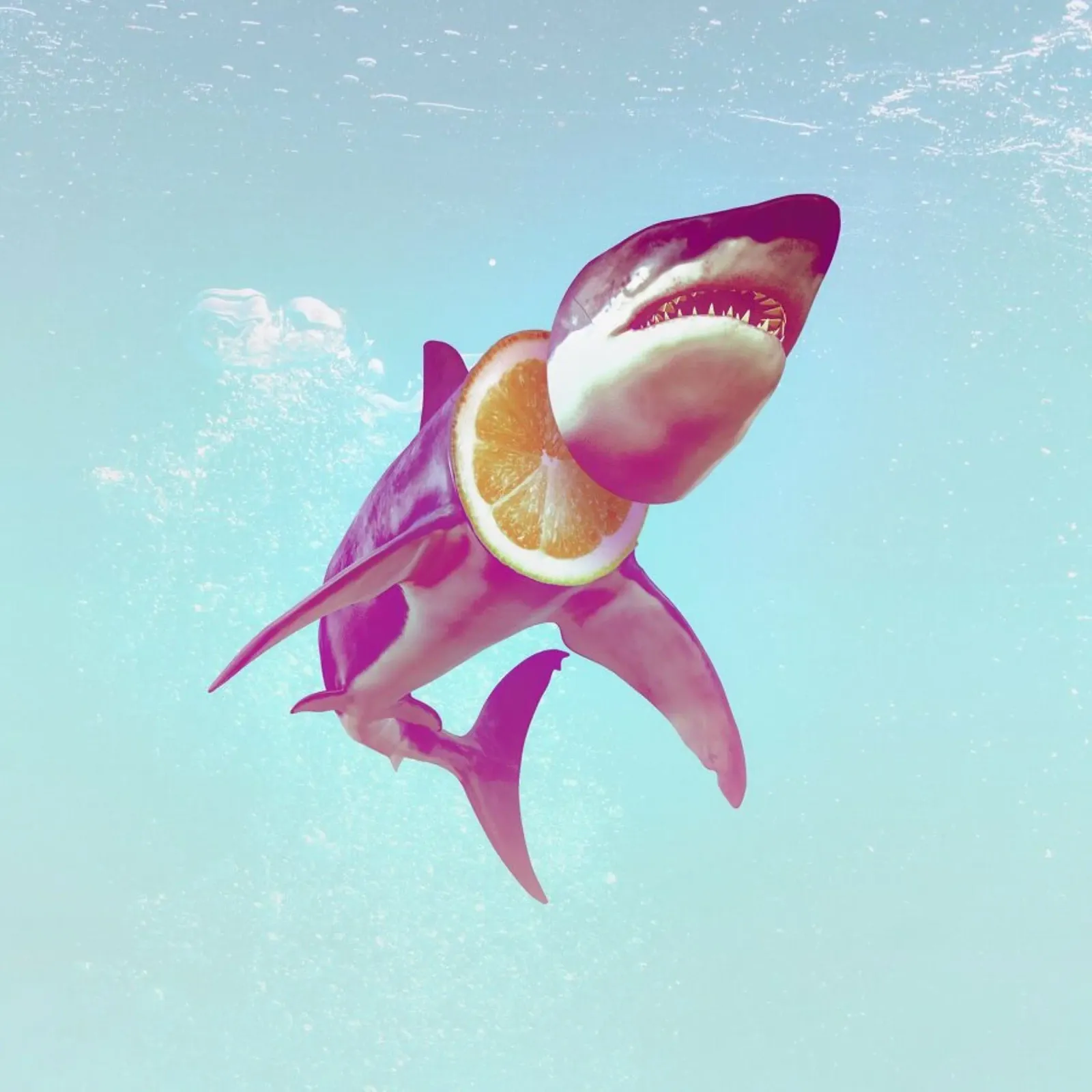 Lemon Shark carta hahnemühle da Ali Gulec