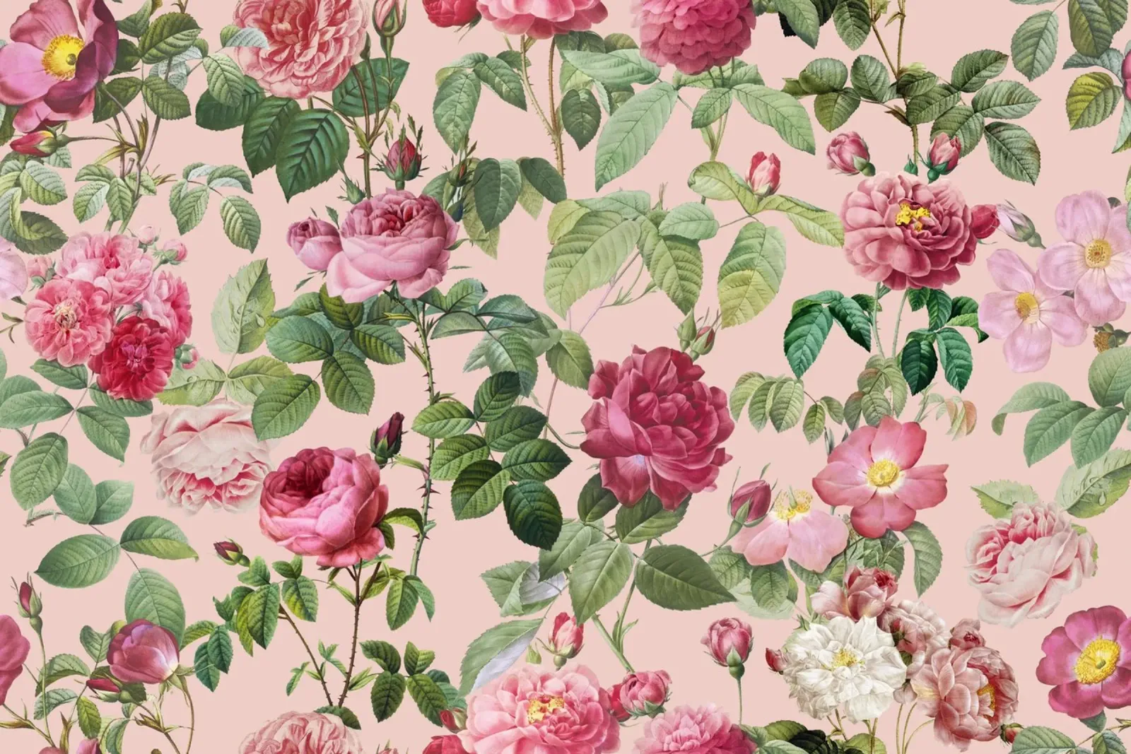 Fiori di rosa francese vintage Pierre-Joseph Redoute pellicola backlit da Andrea Haase Floral Passion