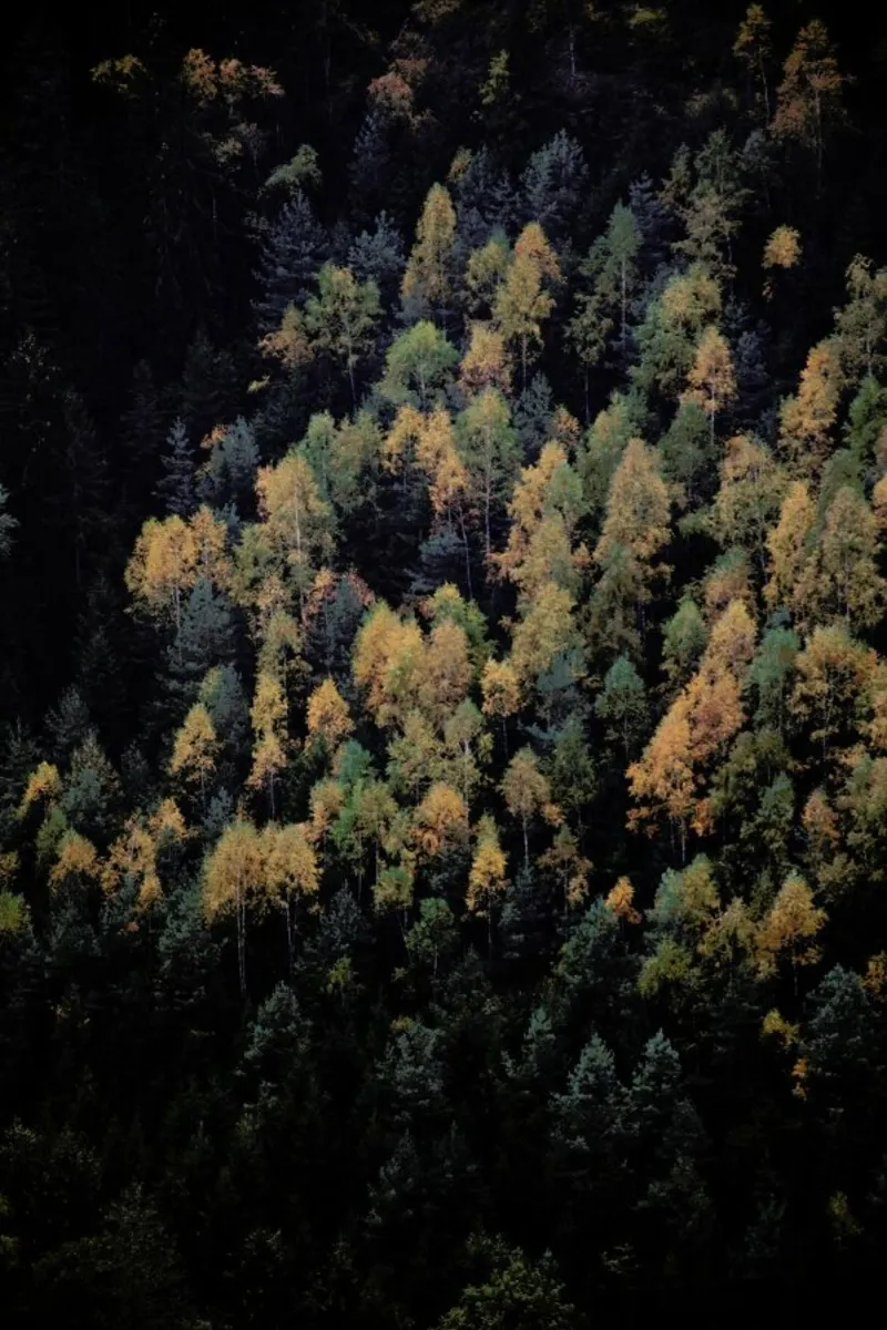 Autumn In All Its Beauty placa de forex de Studio Nahili