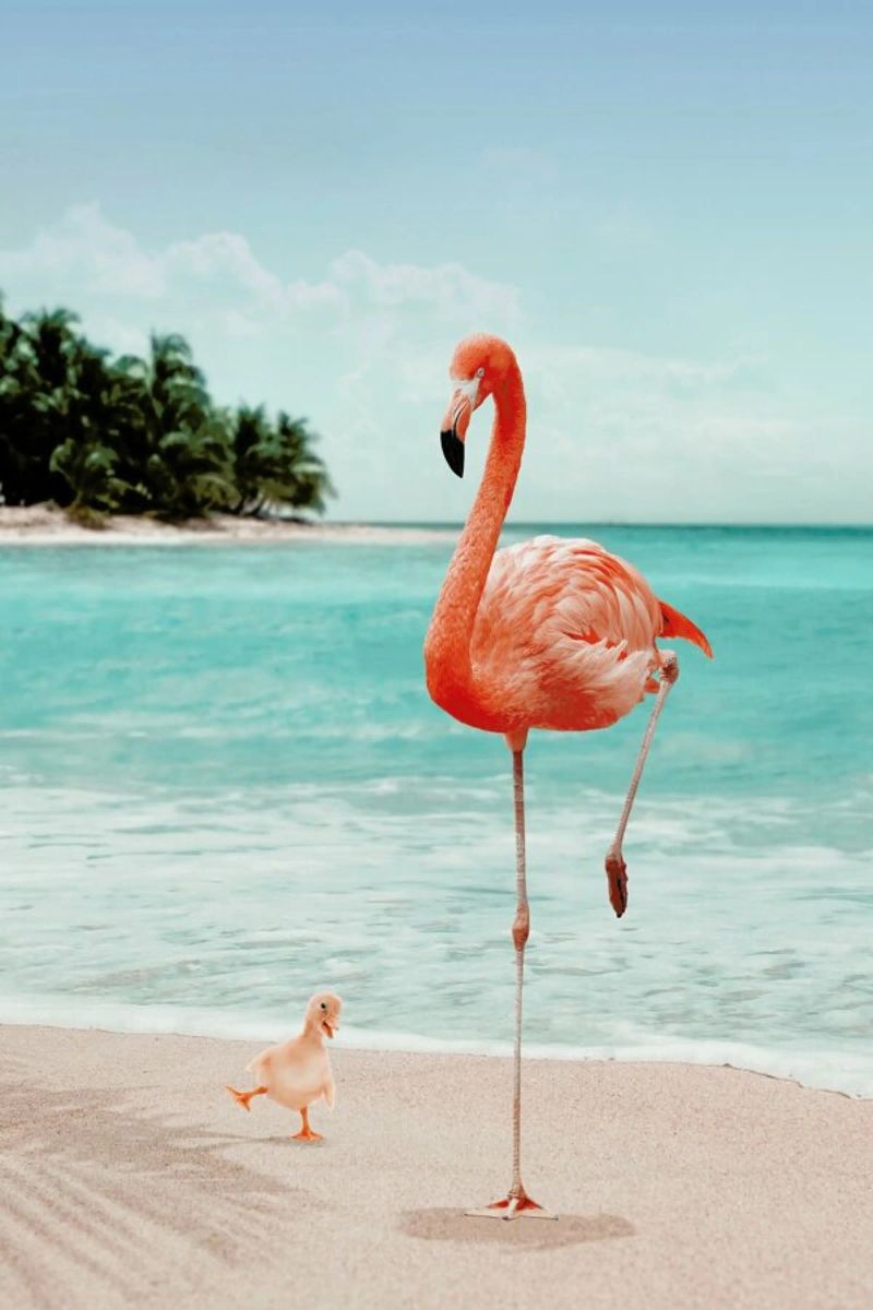 Wannabe Flamingo poster de Jonas Loose