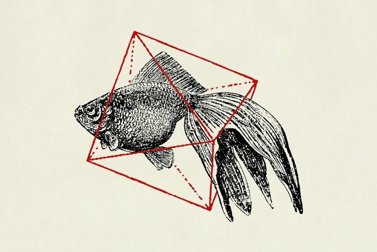 Fish in Geometrics III pellicola backlit da Florent Bodart