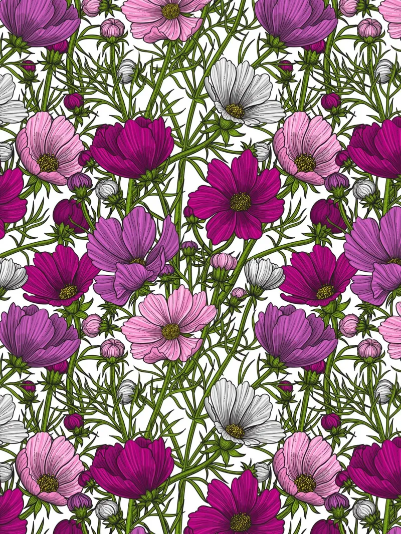 Miscela di fiori di cosmo pellicola backlit da Painted Nature