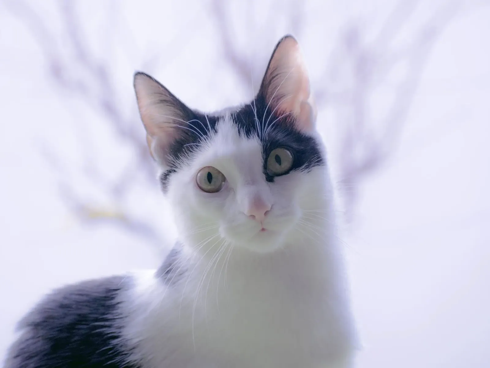 Piccolo gattino pellicola backlit da Teresa André