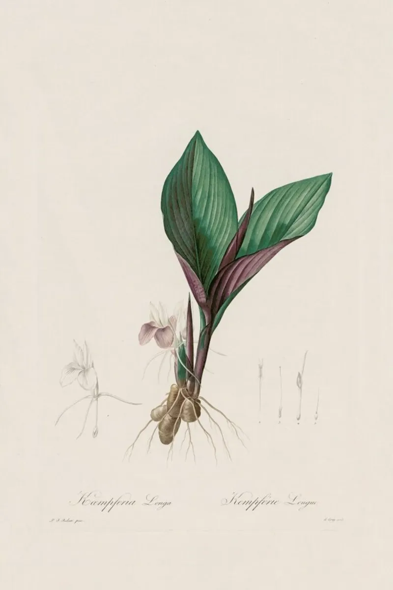 Kaempferia Longa, 1802-1816 - Henry Joseph Redouté poster con telaio in legno da Artokoloro Quint Lox Ltd