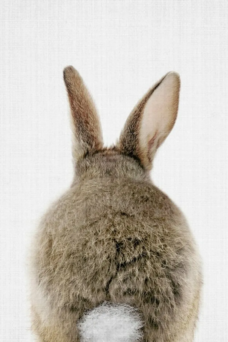 Peekaboo Bunny Tail hahnemühle by Lila x Lola