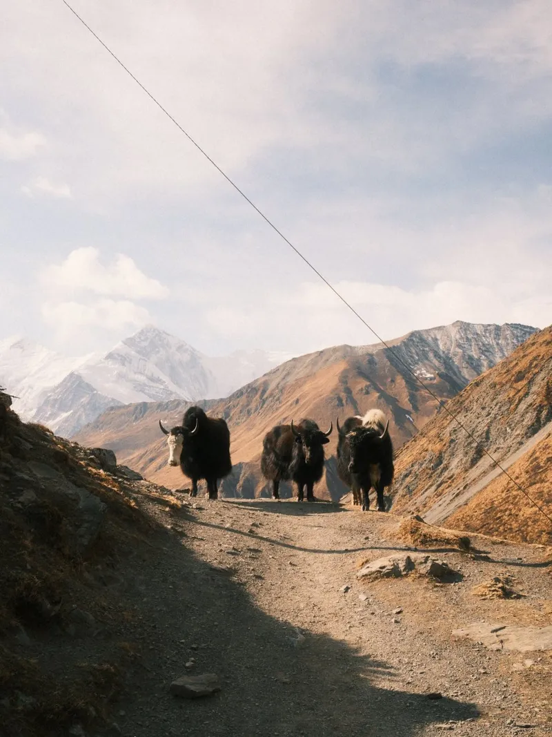 Yaks of the High Himalayas pellicola backlit da FujiPrints
