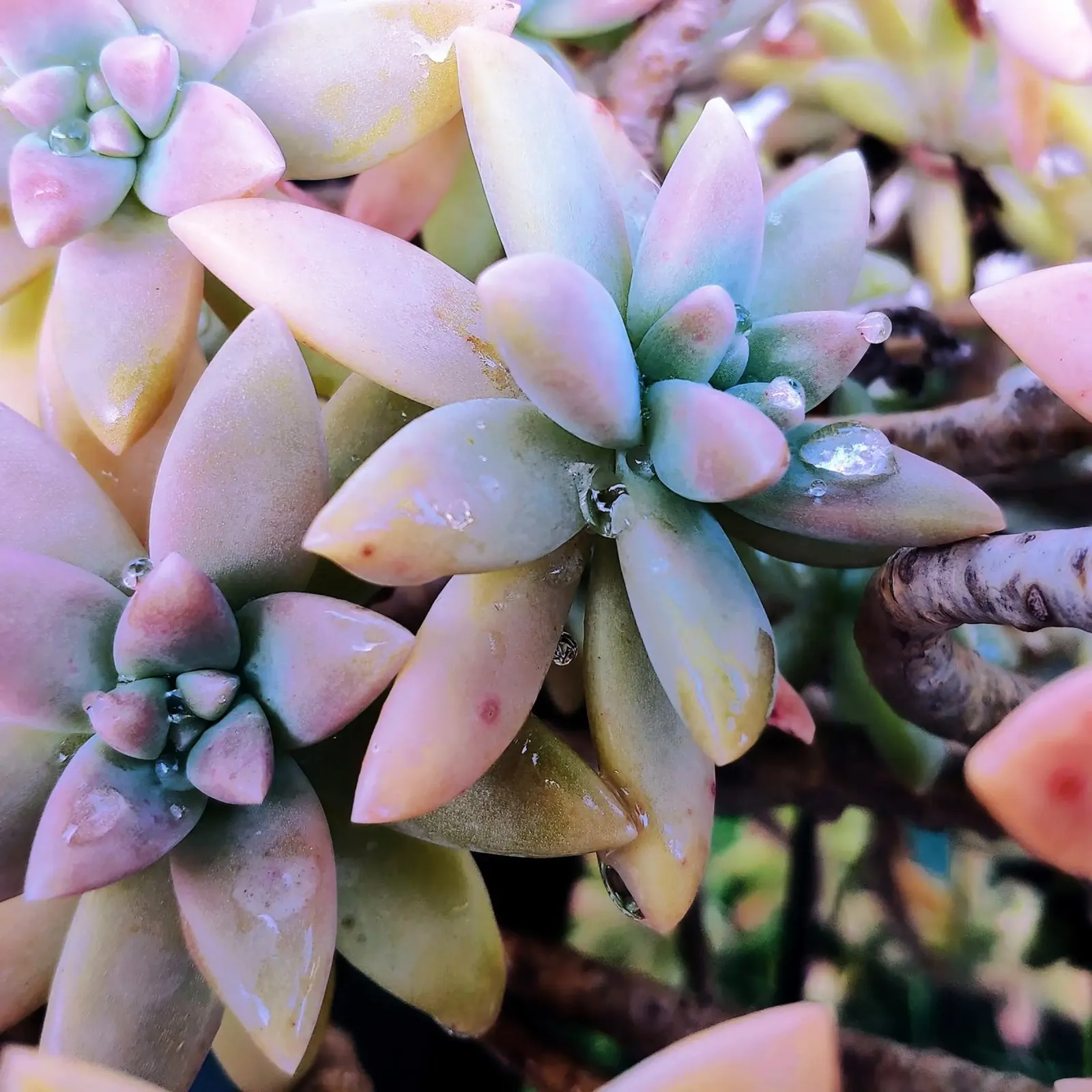 Succulents in the rain hahnemühle by Teresa André