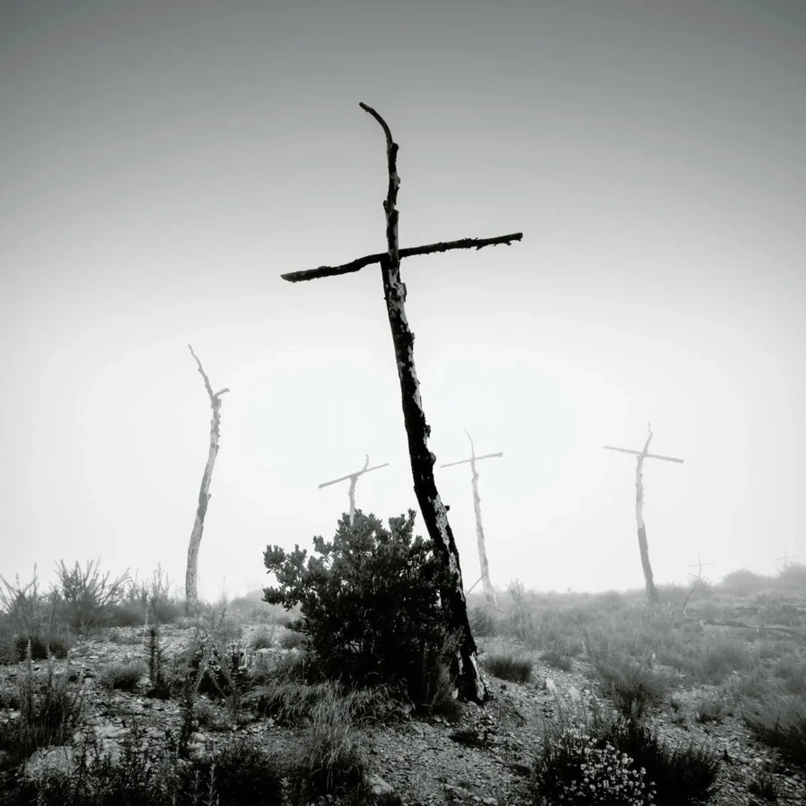 Forest of Crosses 4 pellicola backlit da Håggard Photography | Ronny Behnert