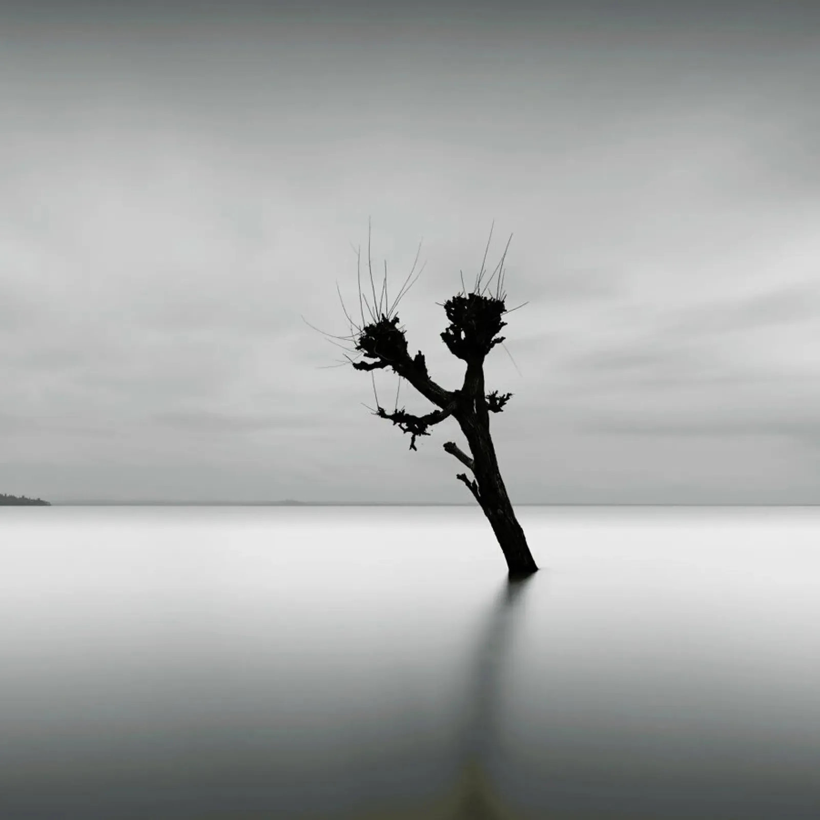 Albero Nel Lago Trasimeno II carta hahnemühle da Michael J. Reibert