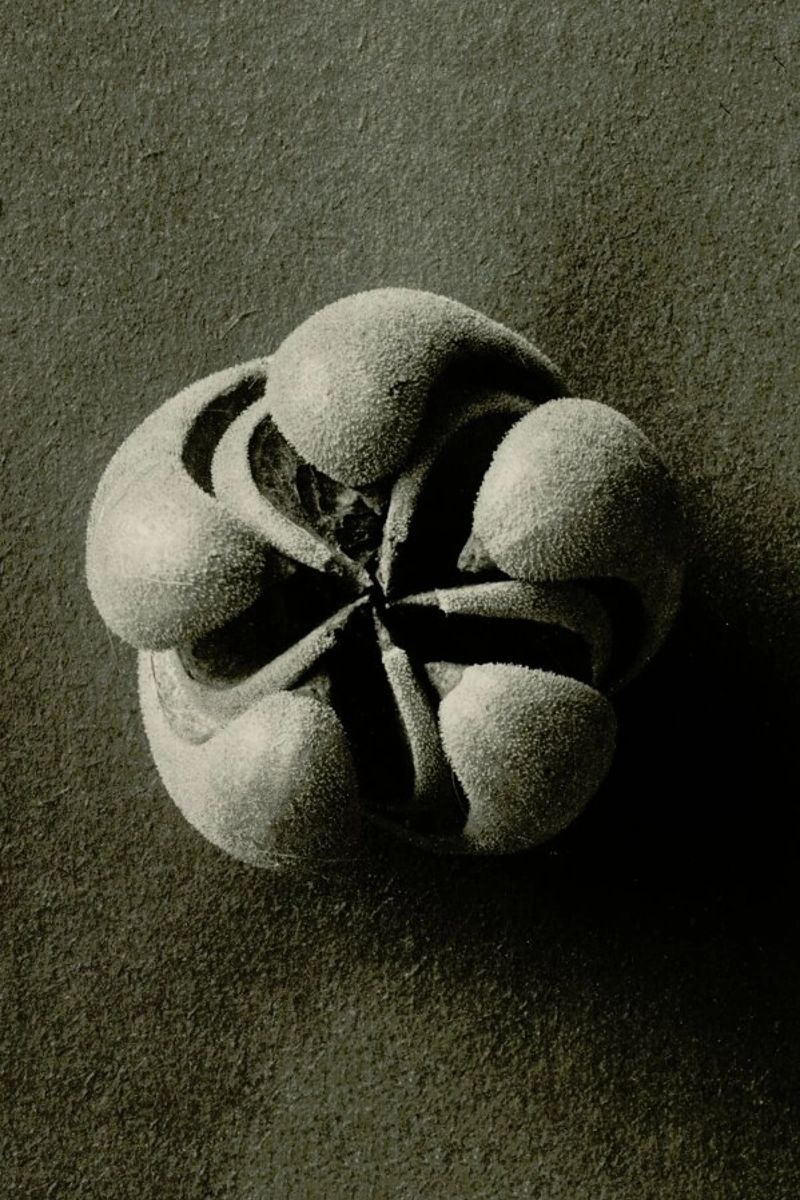 Blumenbachia Hieronymi (Loasaceae) - Karl Blossfeldt Poster von Artokoloro Quint Lox Ltd