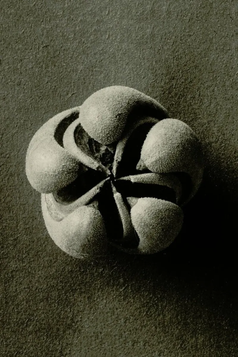 Blumenbachia Hieronymi (Loasaceae) - Karl Blossfeldt poster con telaio in plastica da Artokoloro Quint Lox Ltd