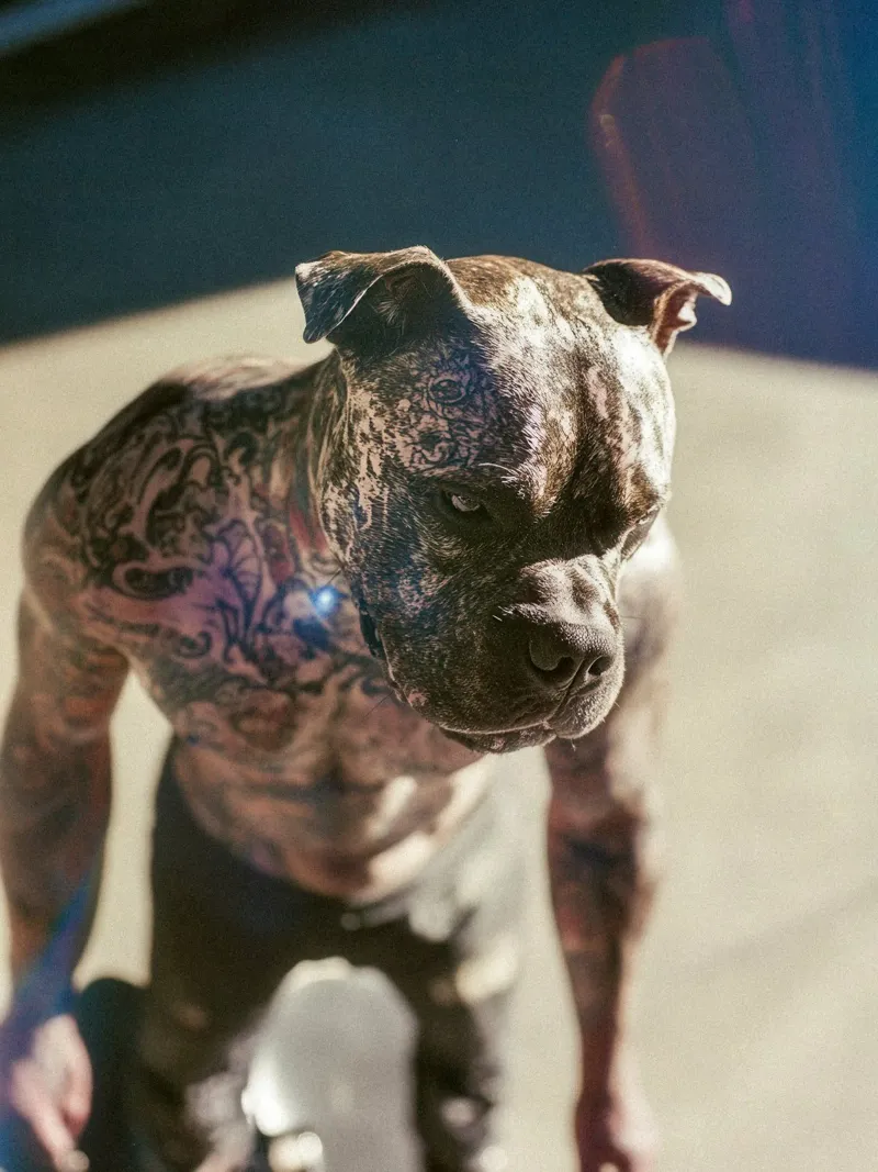 Bronx pellicola backlit da Affiches Chien Originales – Dogland