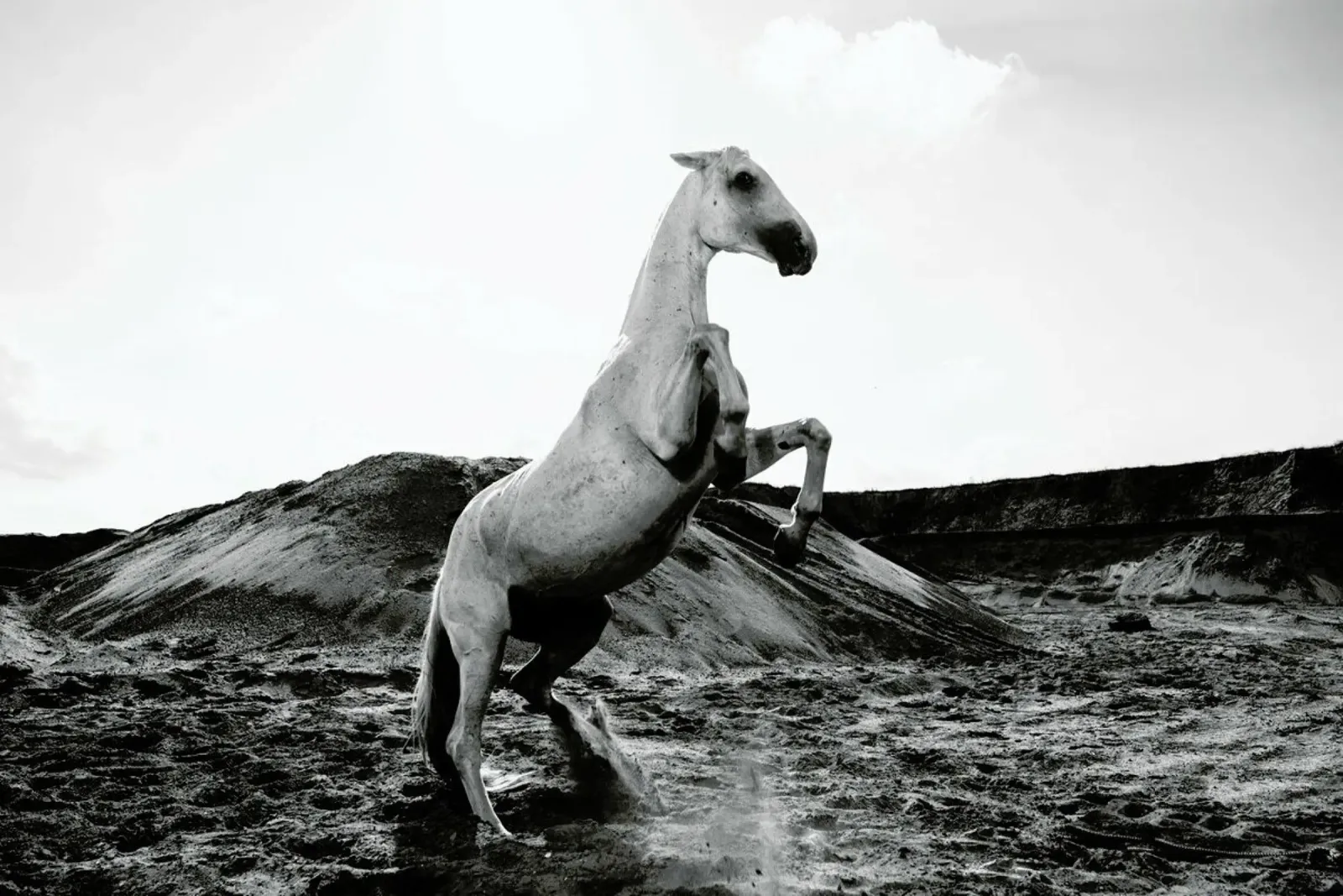Majestic Stallion by @Werema pellicola backlit da EyeEm Mobile GmbH