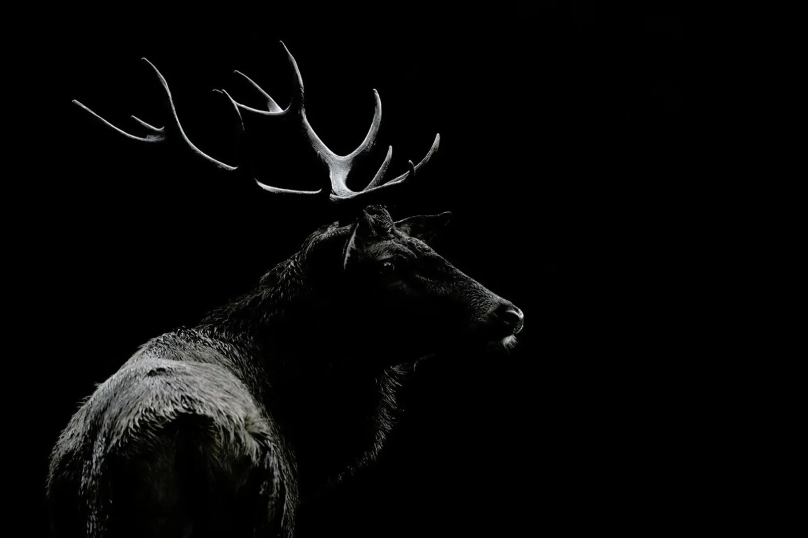 The Deer Soul - Massimo Mei pannello forex da Pictufy
