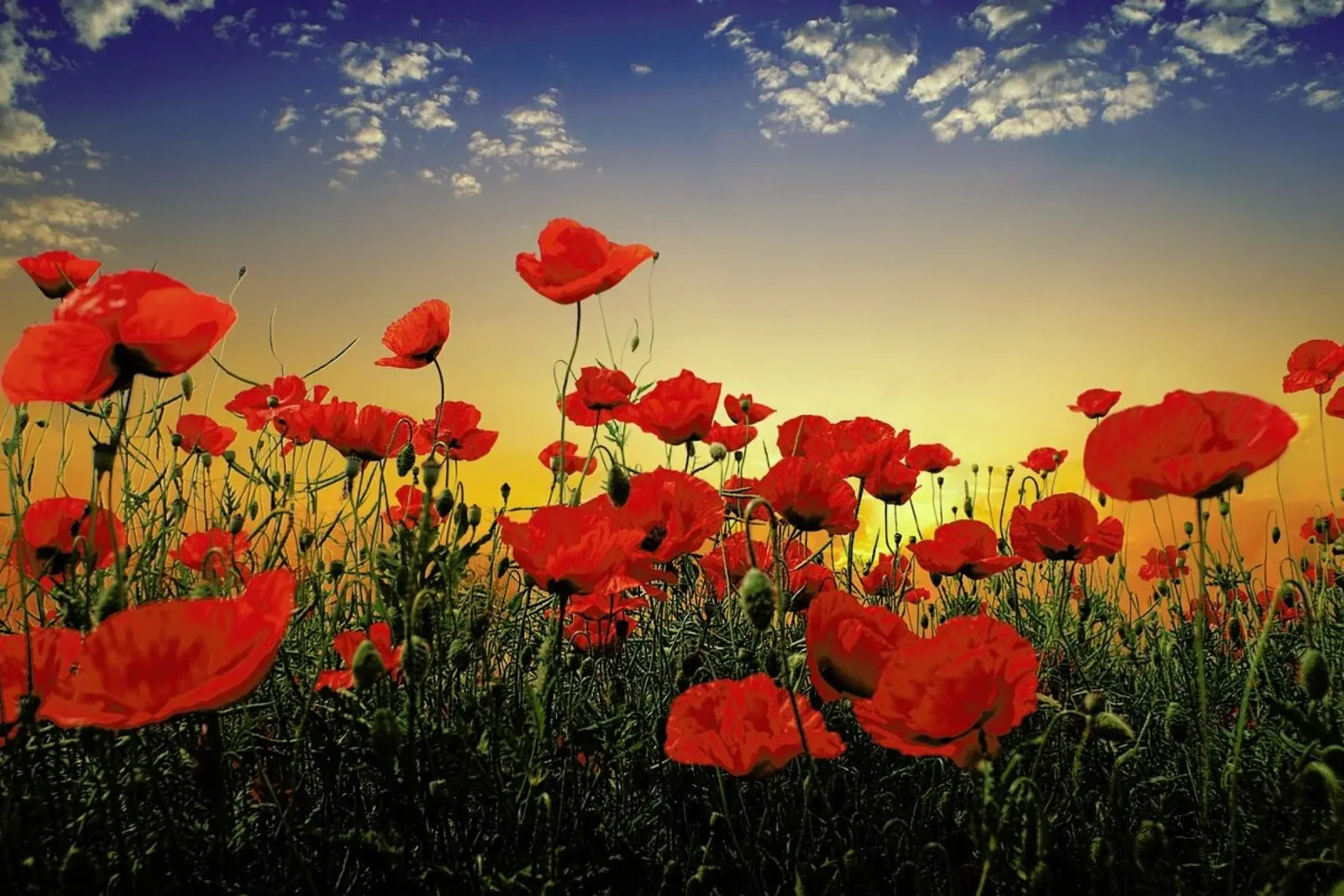 Poppies carta hahnemühle da Pictufy