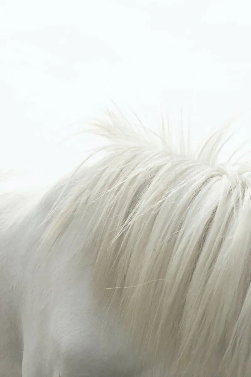 Horses Mane pellicola backlit da Victoria Frost
