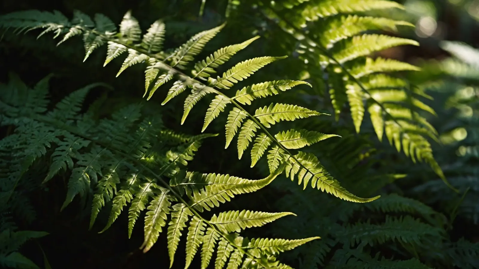 Sunlight filters through lush green ferns in a tranquil fore canvas by DesignDoodle