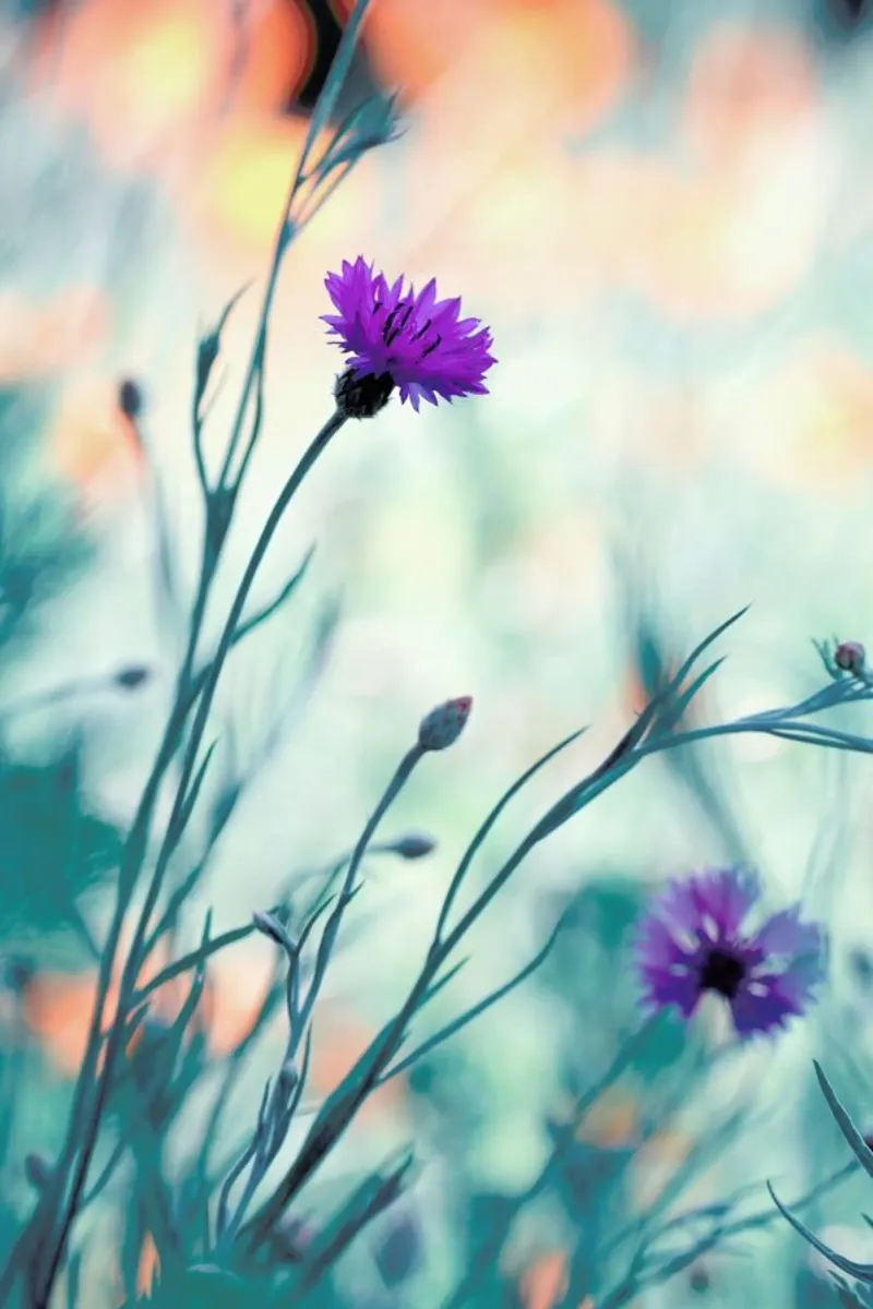 Colors Game 2 - Fabien Bravin plexiglass da Pictufy
