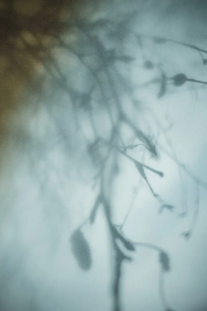 Hanging Birch pellicola backlit da Klaus with K