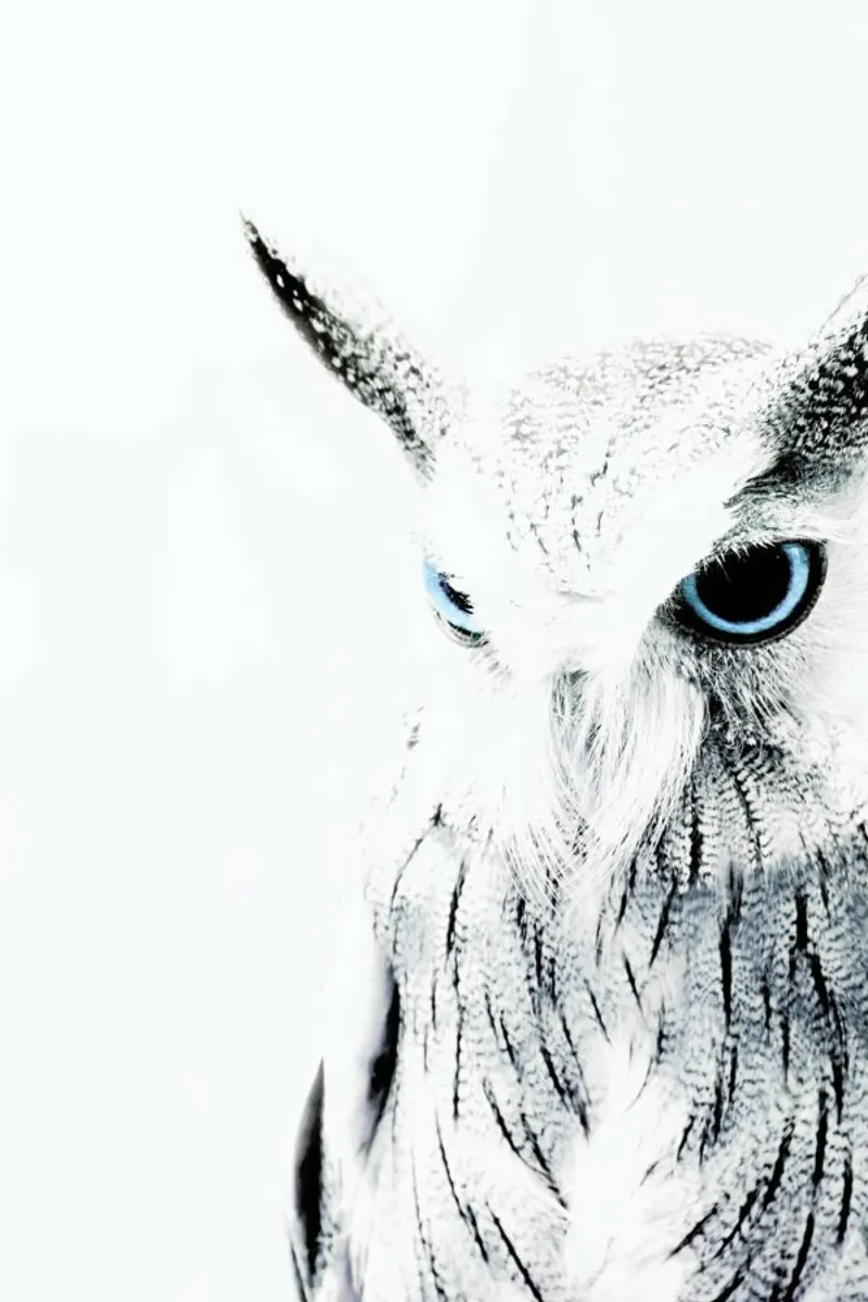 Owl II plexiglass da Victoria Frost