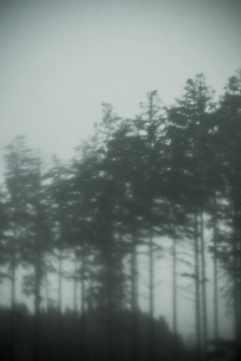 Pine Trees pellicola backlit da Klaus with K