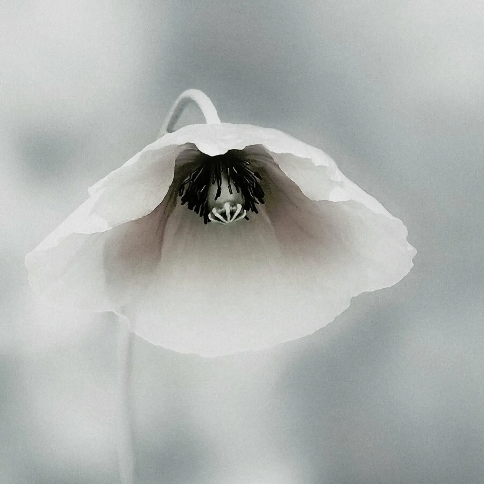 Ephemeral Beauty - Piet Flour plexiglass da Pictufy
