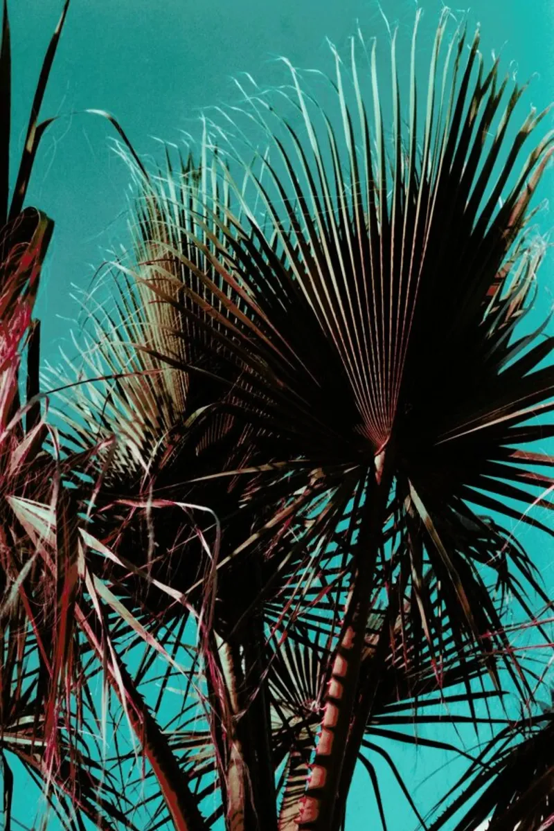 Palms V pellicola backlit da Sebastian Hilgetag