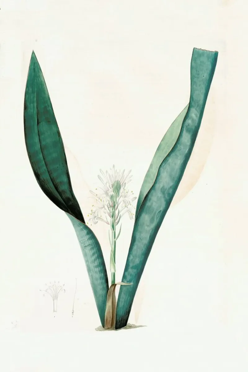 Sanseviera guineensis, African Hemp - Pierre Joseph carta hahnemühle da Artokoloro Quint Lox Ltd