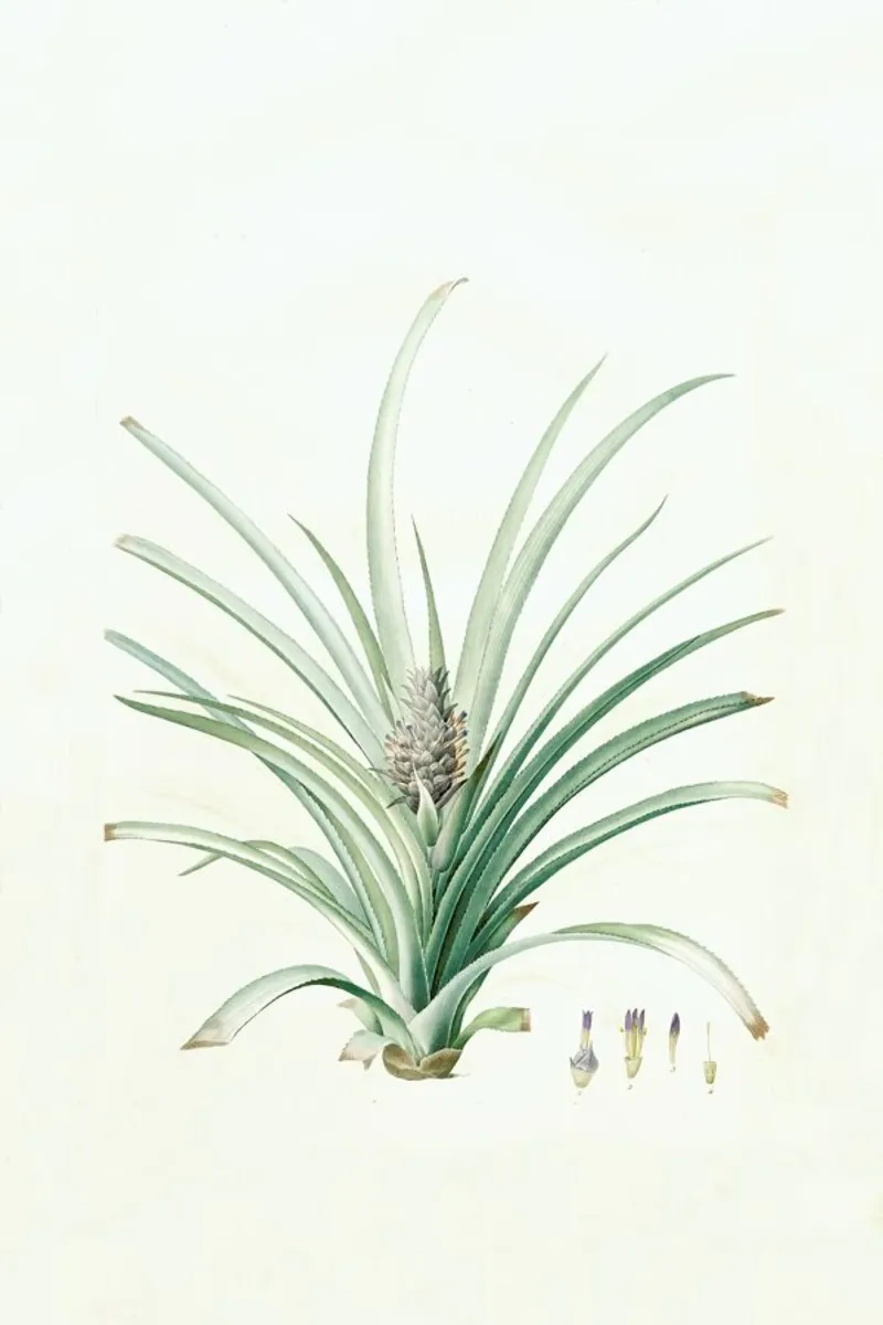 Bromella ananas, Ananas Sativus -Pierre Joseph, pellicola backlit da Artokoloro Quint Lox Ltd