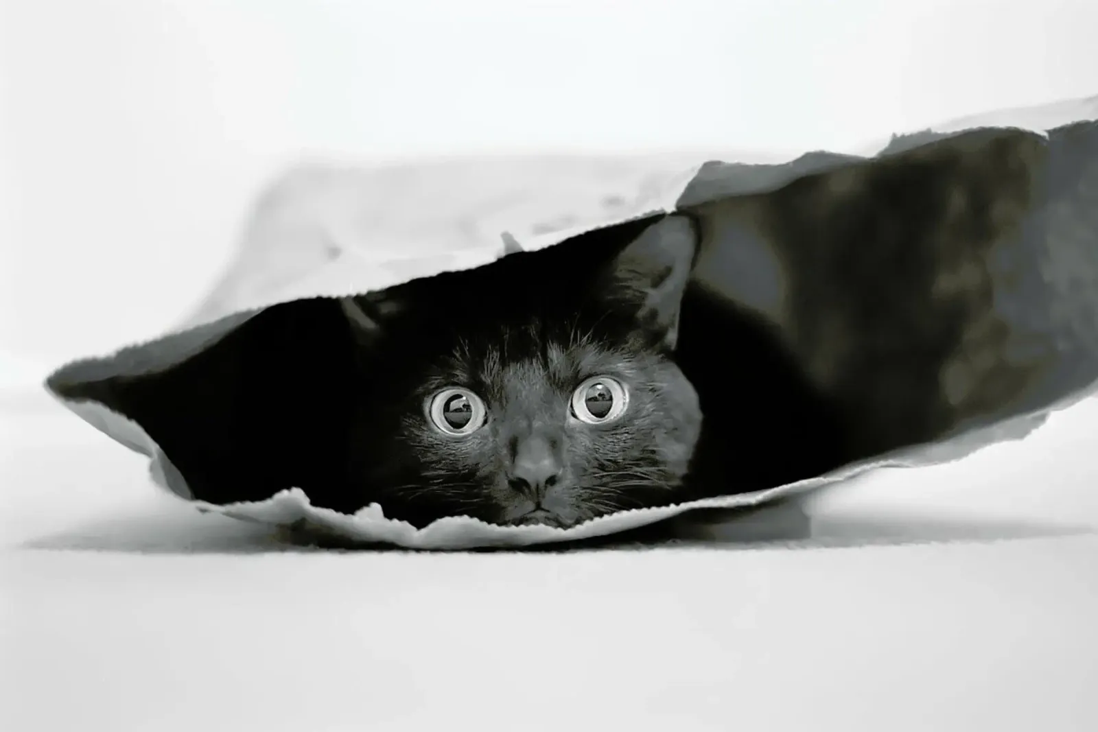 Cat In A Bag -Jeremy Holthuysen carta hahnemühle da Pictufy