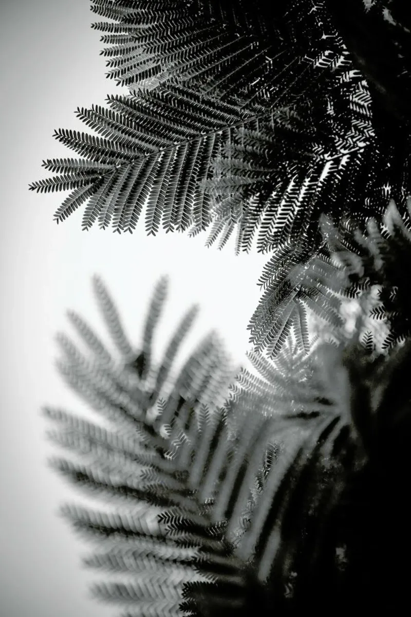 Natural Geometries V pellicola backlit da Tal Paz-Fridman