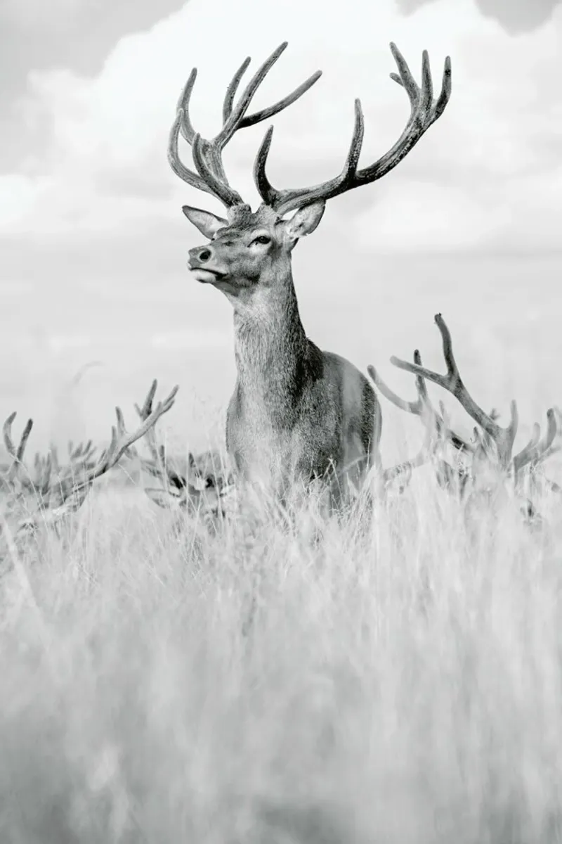 Stag Pride by Monika S. Jakubowska pellicola backlit da EyeEm Mobile GmbH