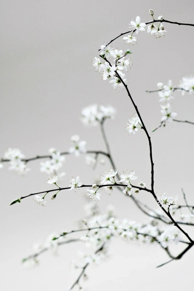 Spring Is in the Air carta hahnemühle da Studio Nahili