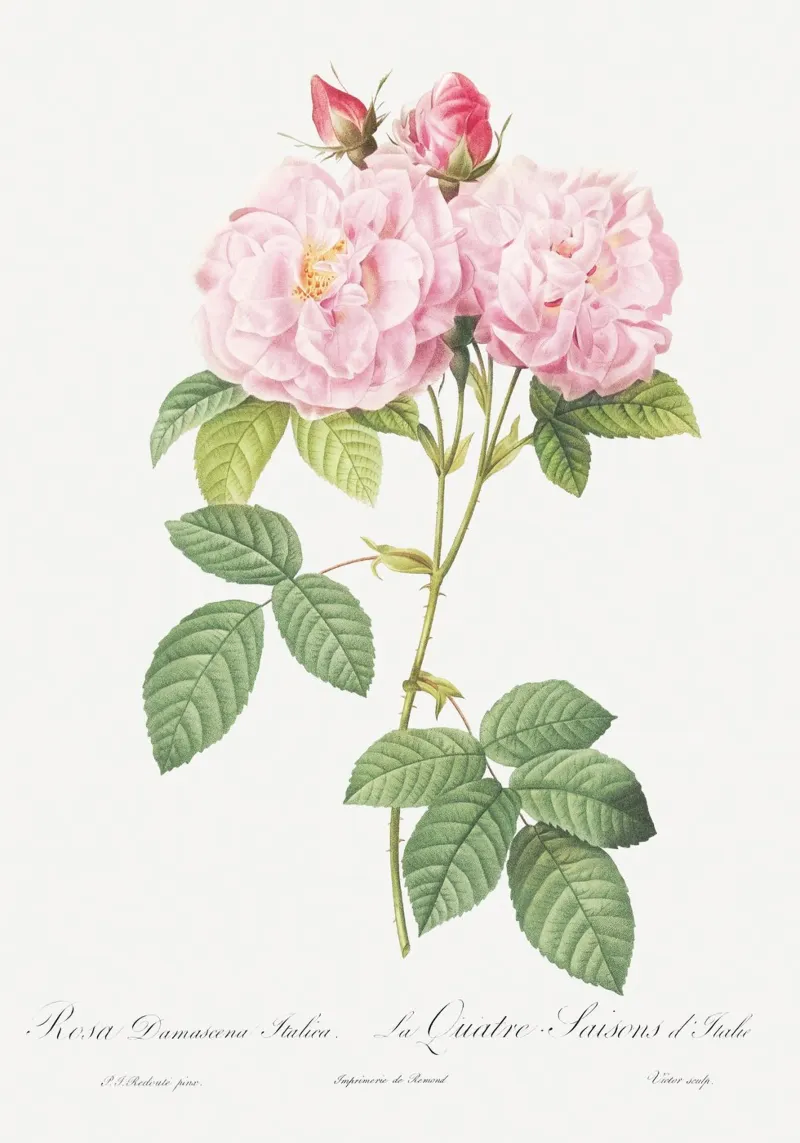 Pink Roses Botanical Print forex plate by Venus Art
