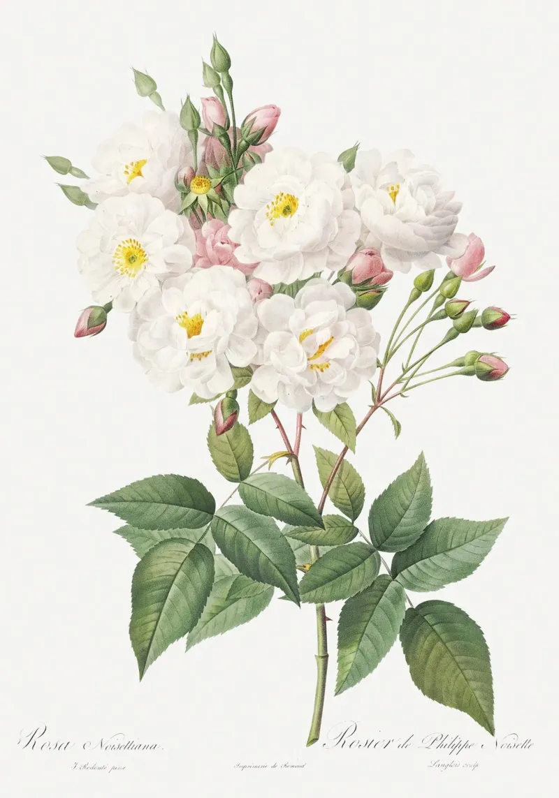 White Roses poster con telaio in alluminio da Venus Art