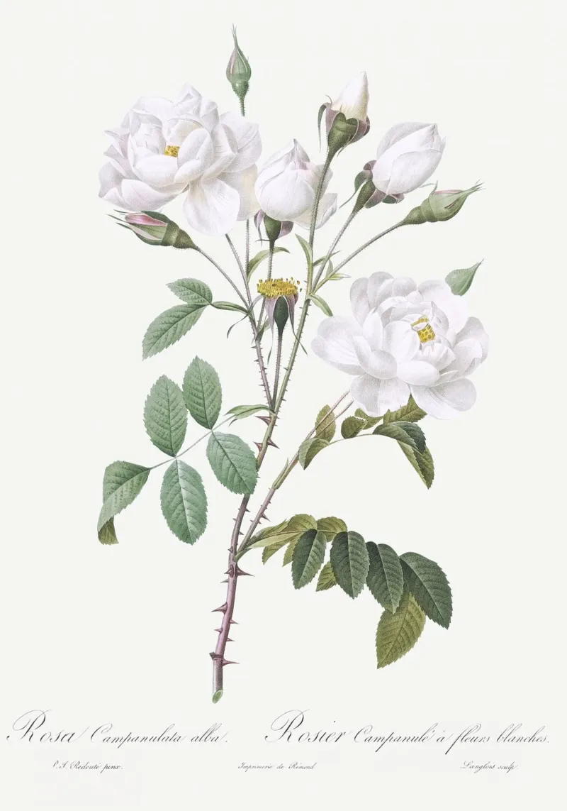 White Roses Botanical Illustration poster da Venus Art
