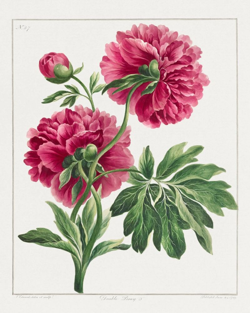 Pink Peonies Poster von Venus Art