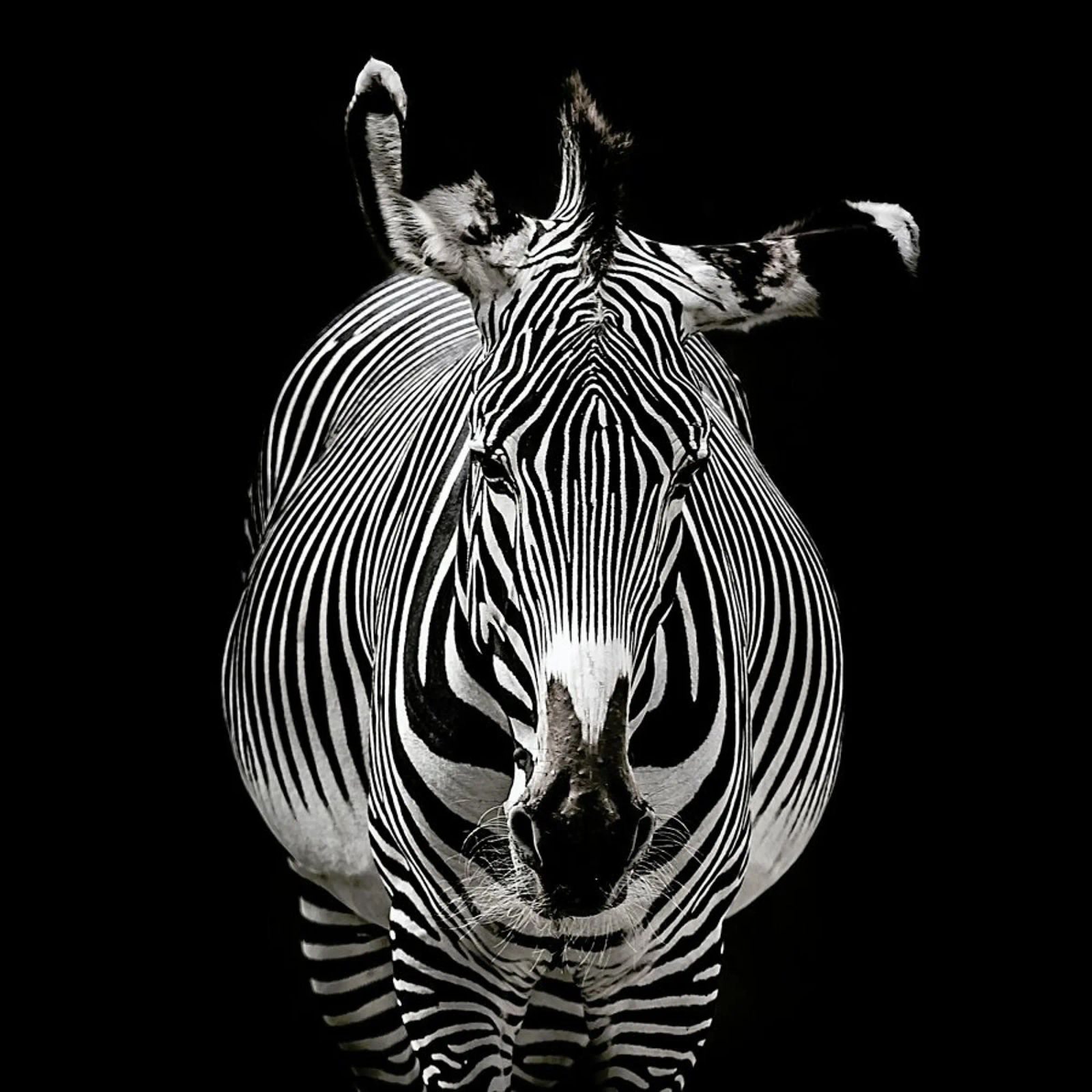 Hello Zebra by Lothare Dambreville pellicola backlit da EyeEm Mobile GmbH