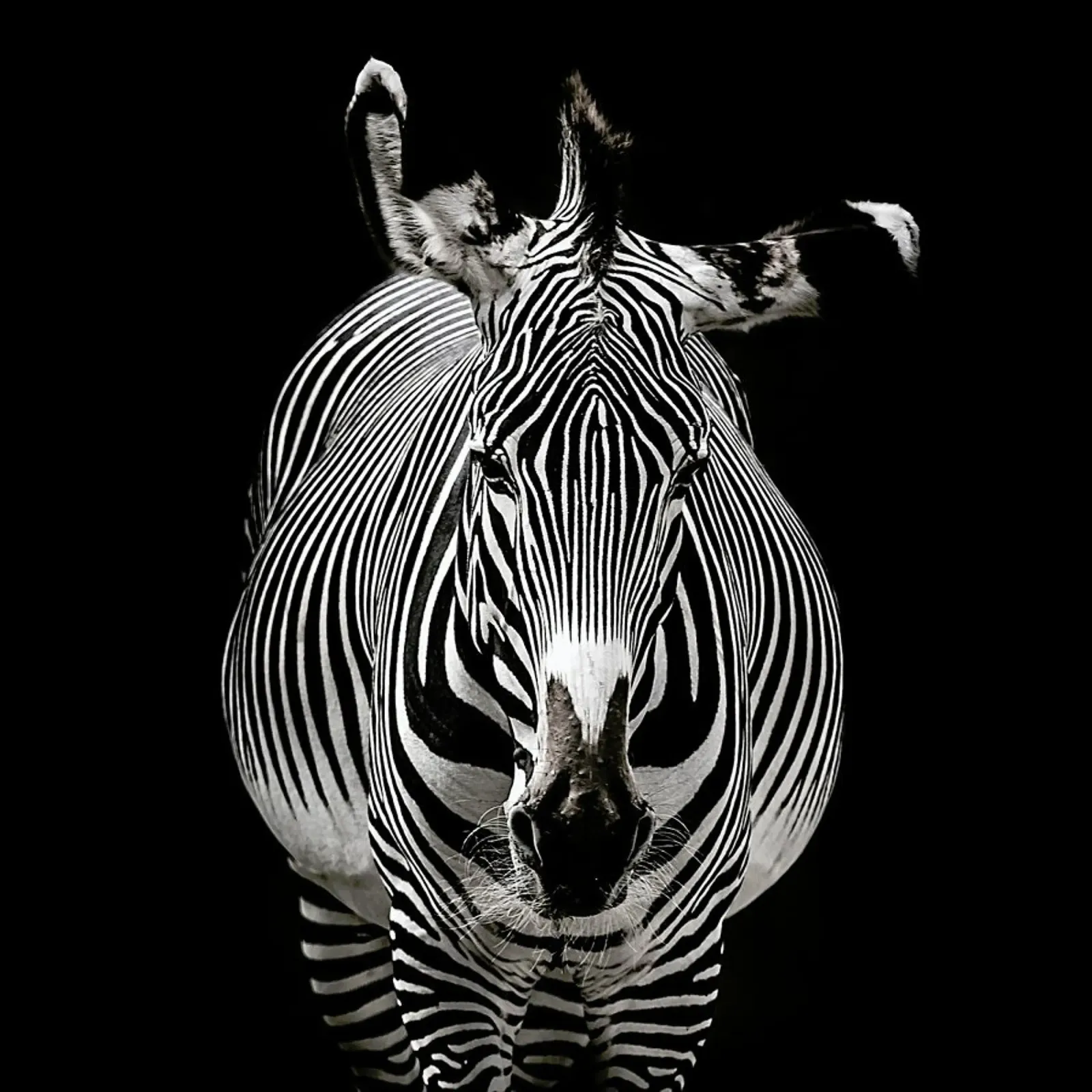 Hello Zebra by Lothare Dambreville pellicola backlit da EyeEm Mobile GmbH