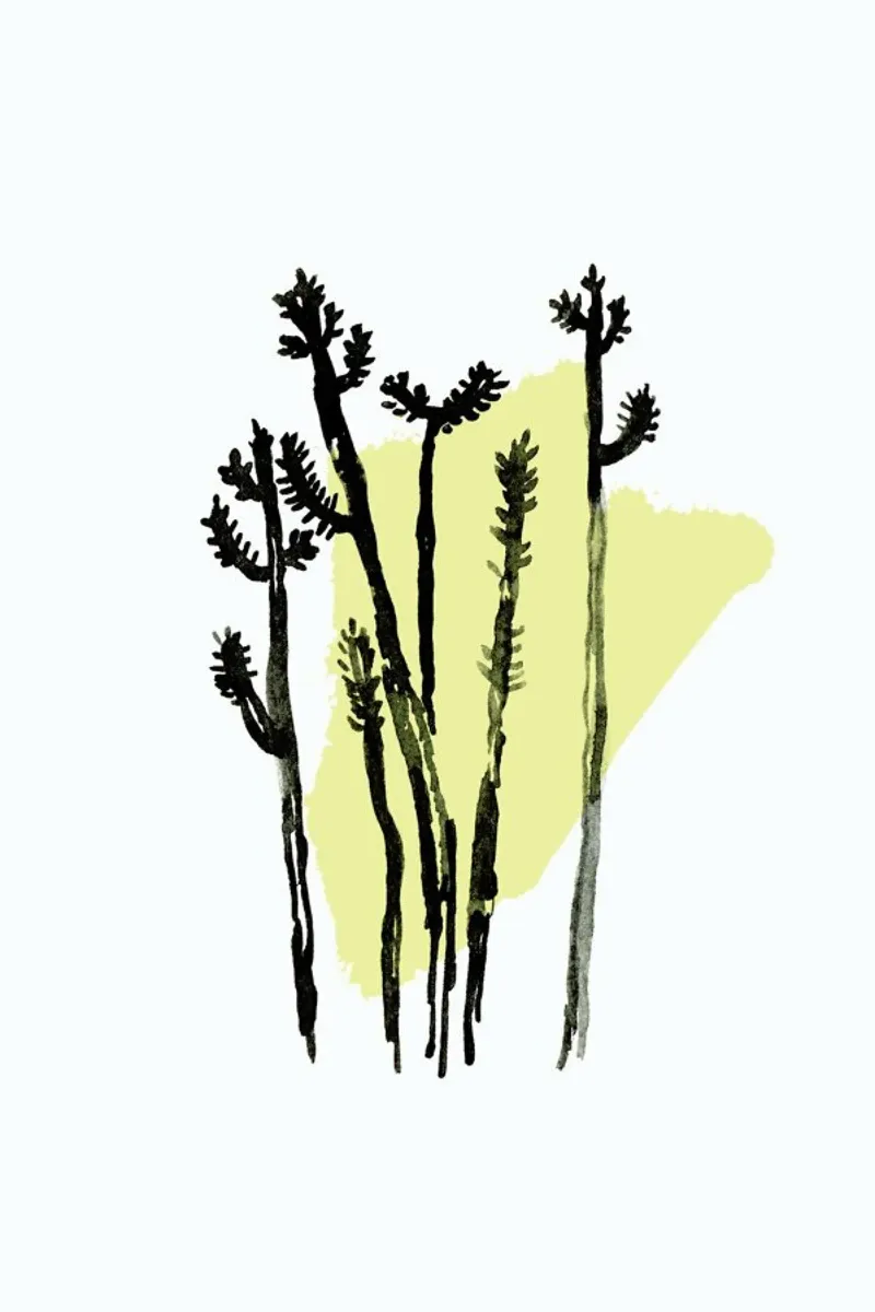 Plants & Colours 7 carta hahnemühle da Farina Kuklinski