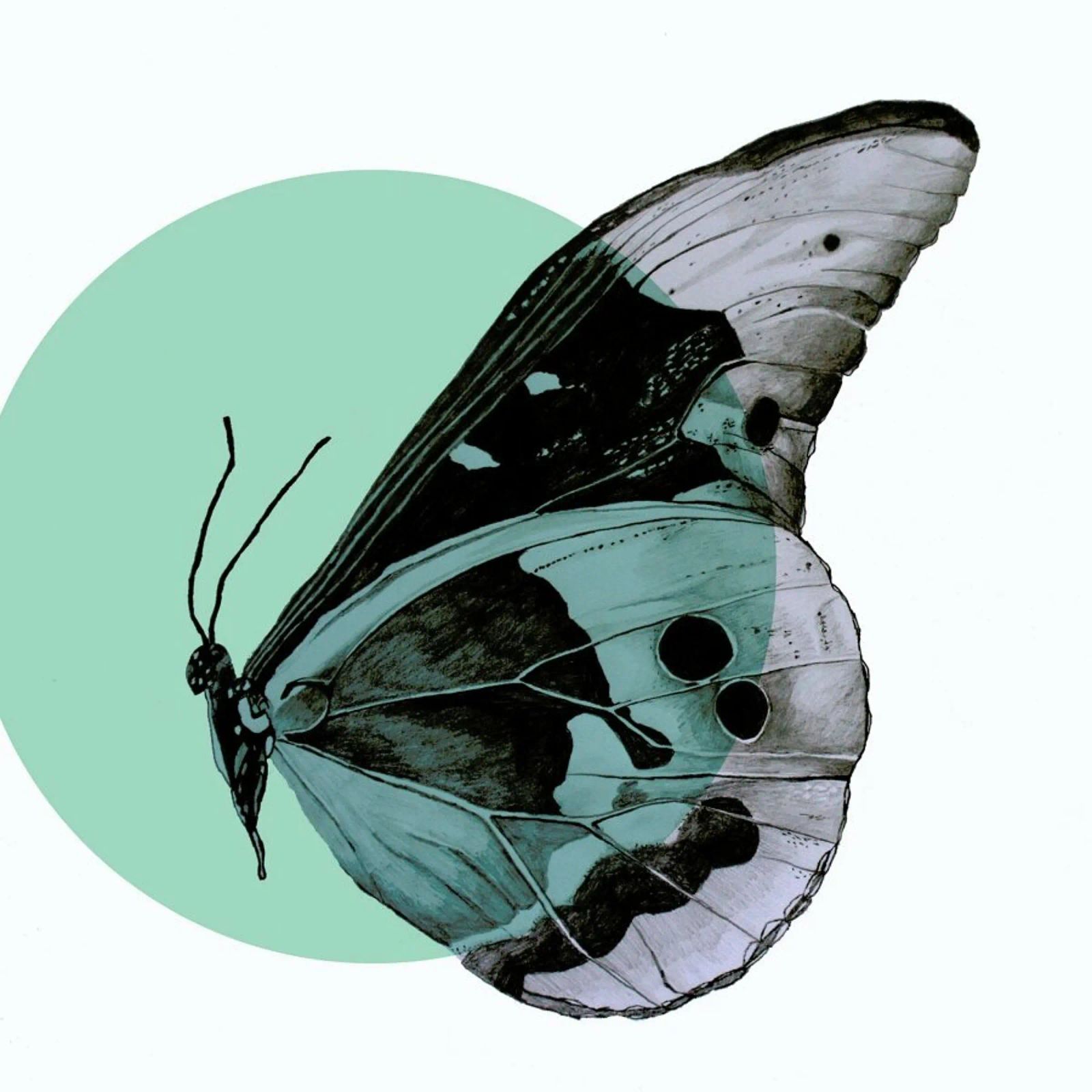 Moth Poster von Morgan Kendall
